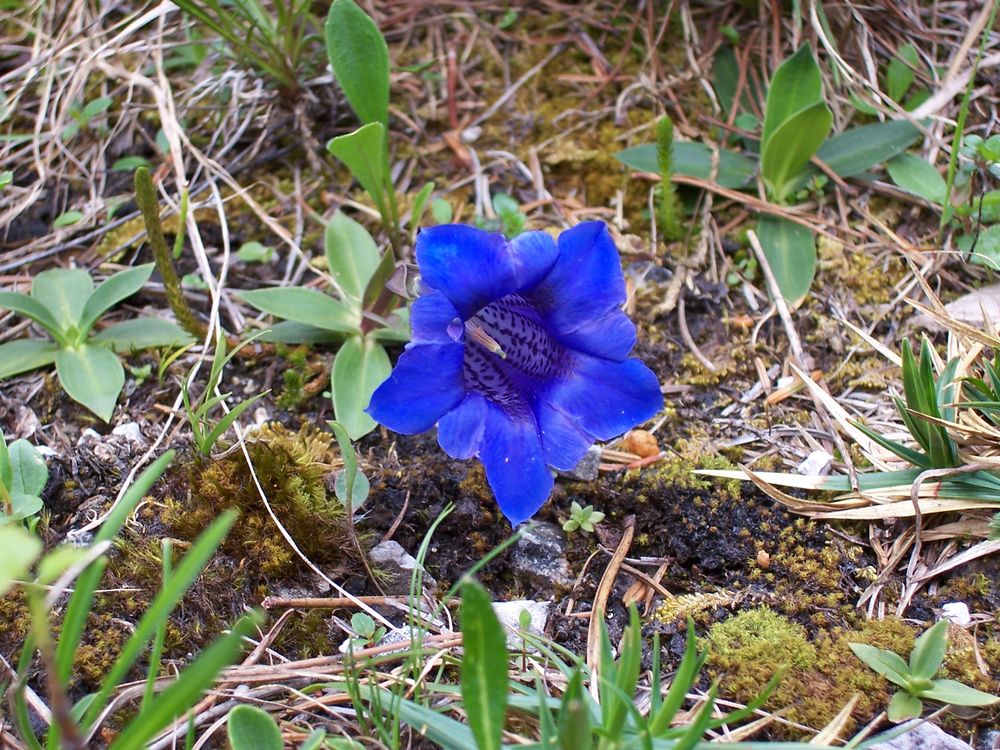 ...Blau, Blau, Blau blüht der Enzian... by Isabel Weismüller 