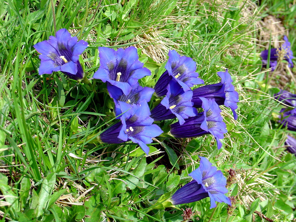 Blau blau blau blüht der Enzian