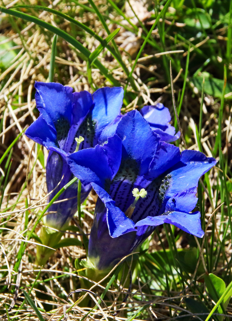 Blau, blau, blau blüht der Enzian