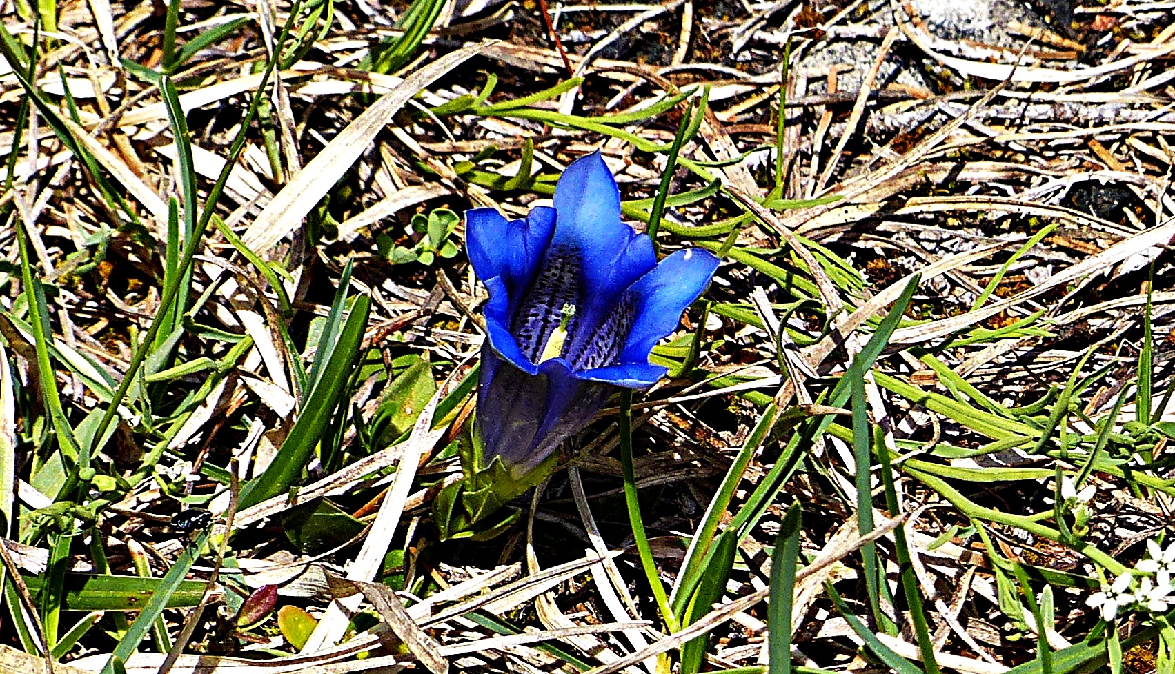 Blau blau blau blüht der Enzian