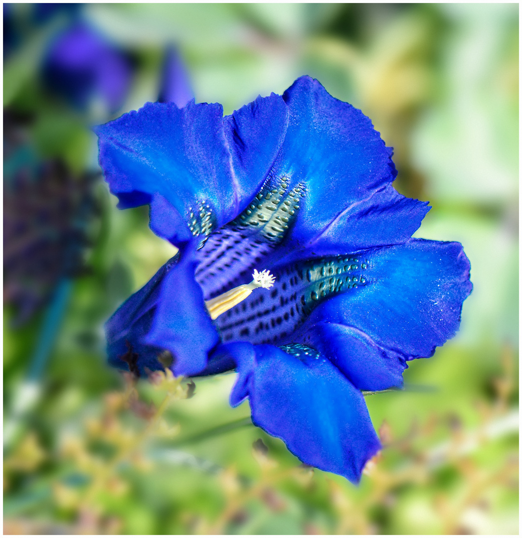 Blau, blau, blau blüht der Enzian ! Foto & Bild frühling, natur