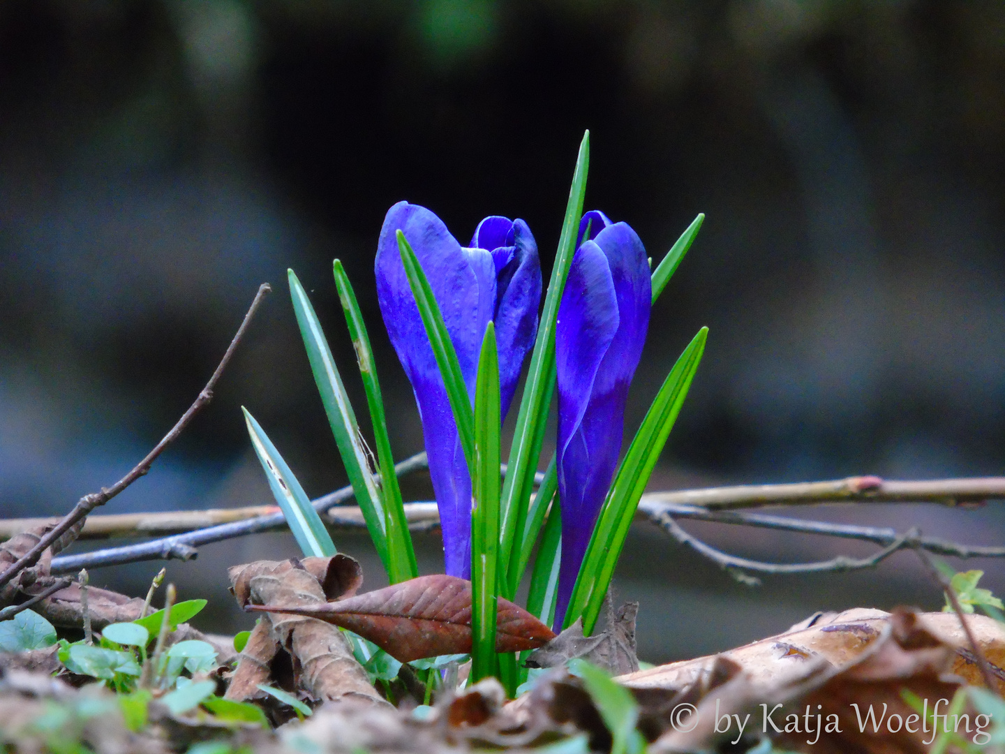 blau, blau, blau blüht der Krokus