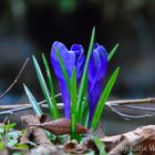 blau, blau, blau blüht der Krokus