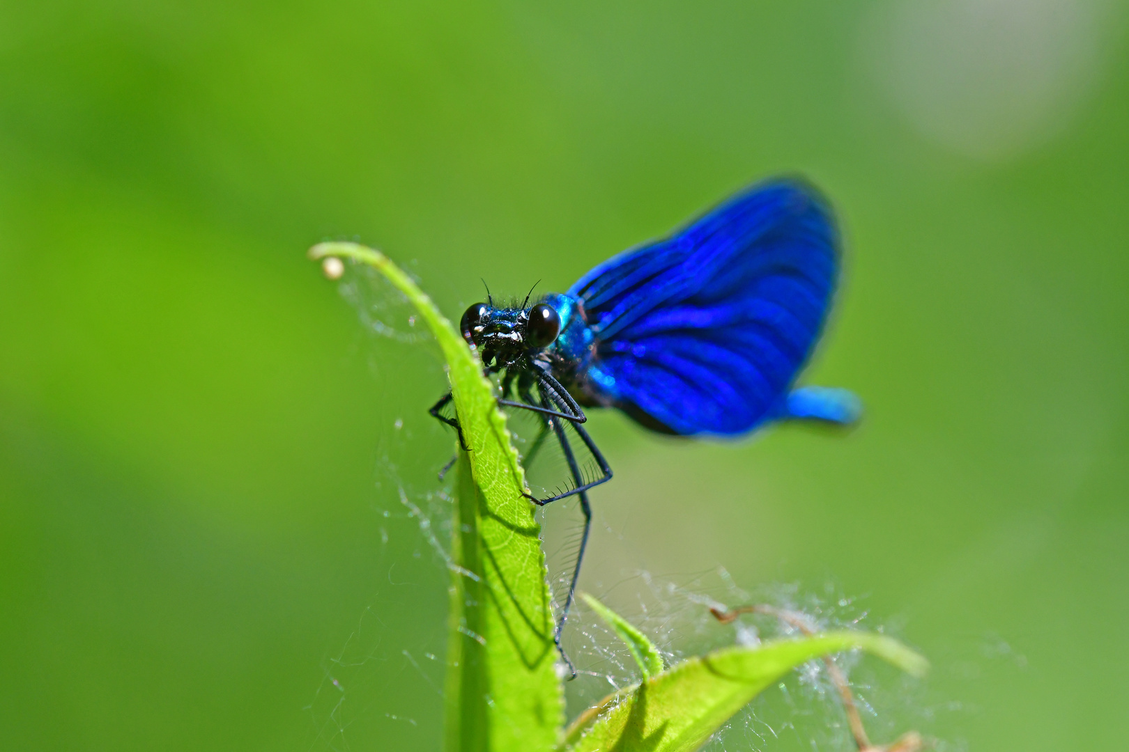 Blau Blau Blau blüht......Blauflügel-Prachtlibelle