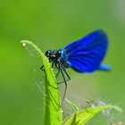 Blau Blau Blau blüht......Blauflügel-Prachtlibelle