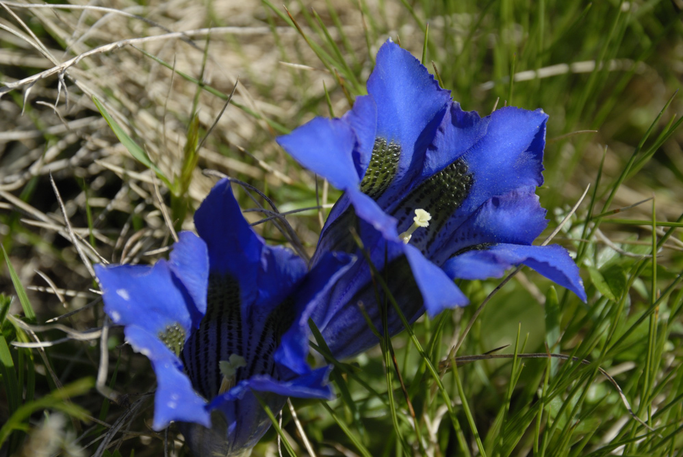 blau blau blau blüt.....