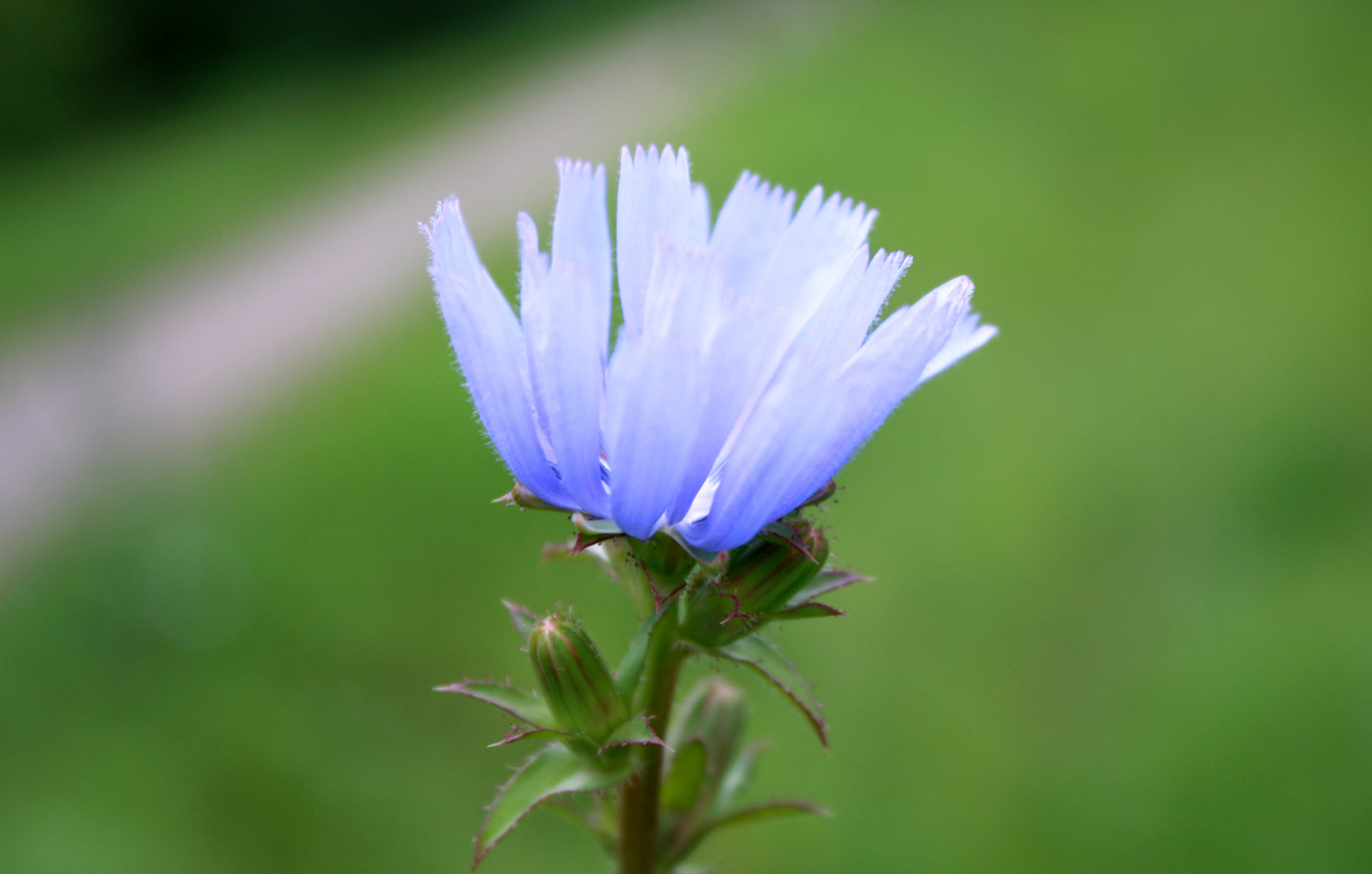 Blau, blau blau Blüt der...