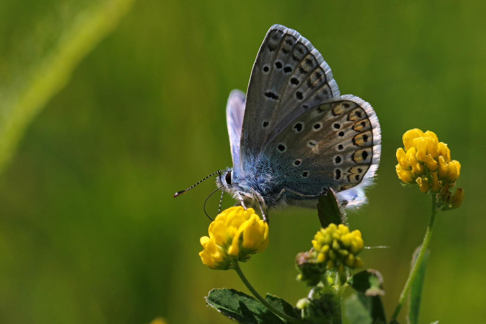 Blau, Blau, Blau