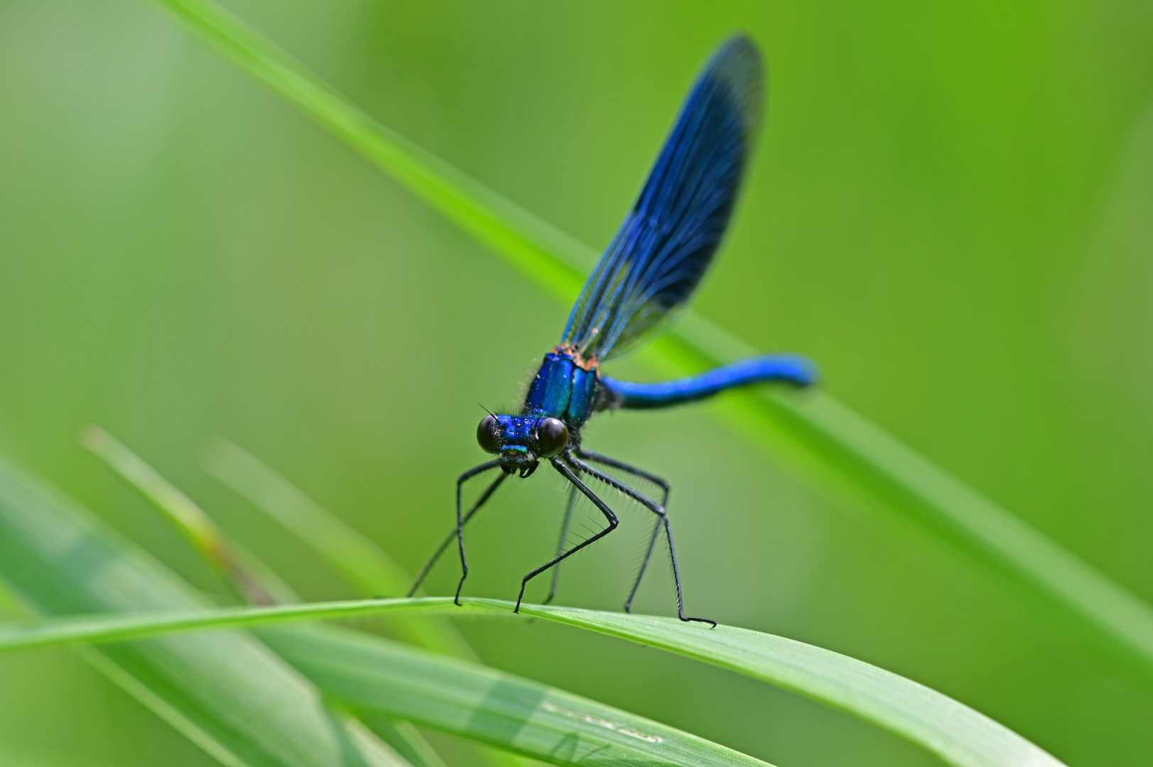 Blau blau blau - Calopteryx splendens