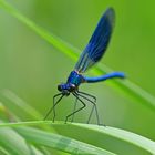 Blau blau blau - Calopteryx splendens