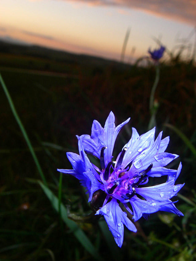 blau, blau, blau...