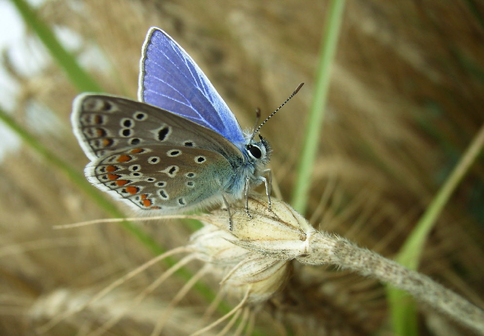 Blau, blau, blau ...