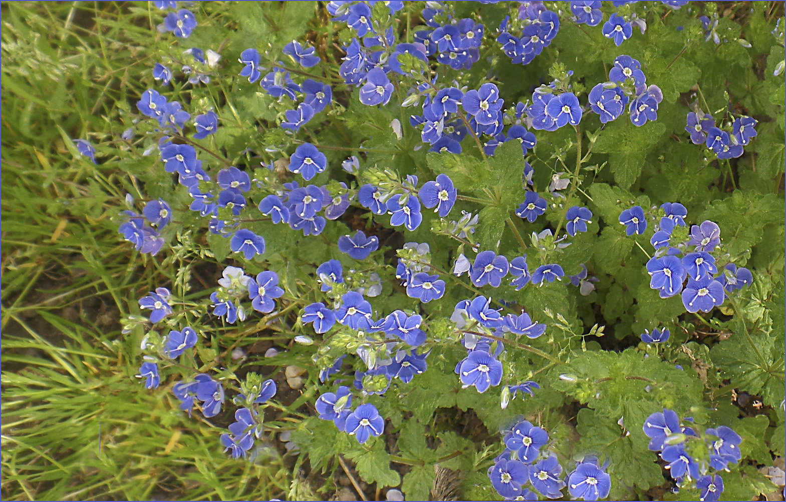 Blau, blau, blau - die kleinen Blauen im Frühling