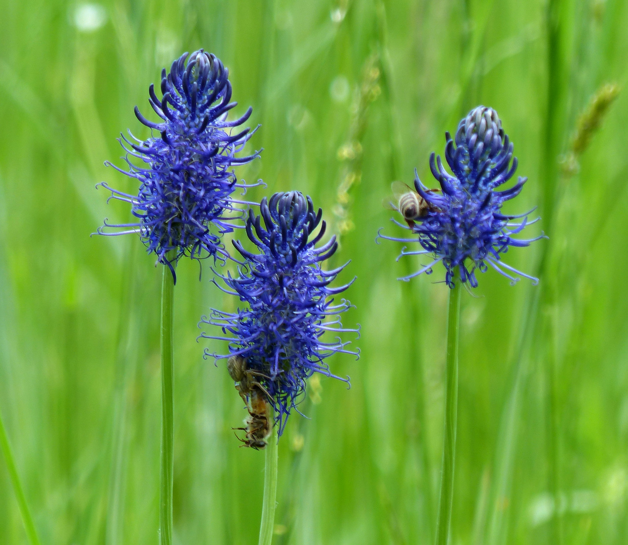 blau - blau - blau