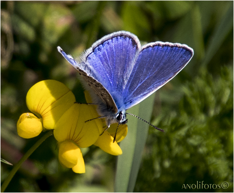 Blau, blau, blau....