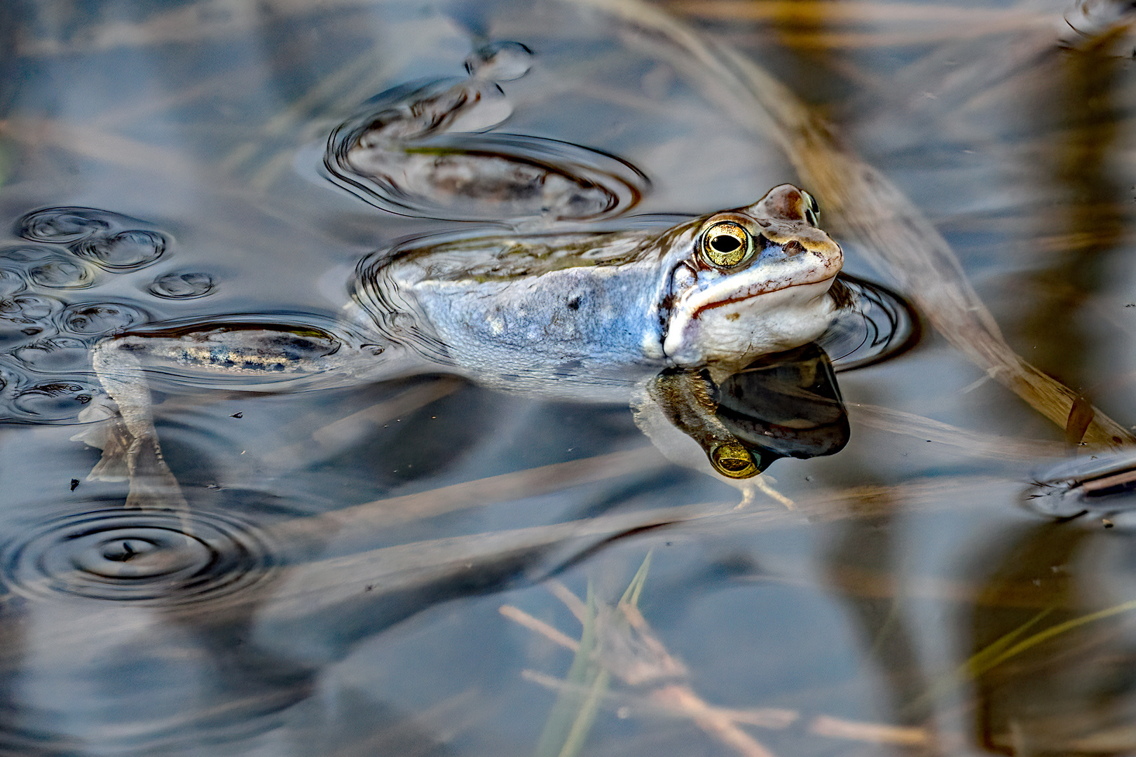 "Blau, blau ... blau schwimmt der Moorfrosch rum ...."