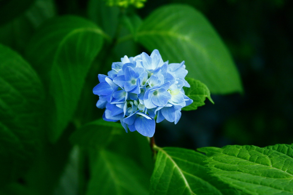 Blau blau blau sind alle meine Blümchen