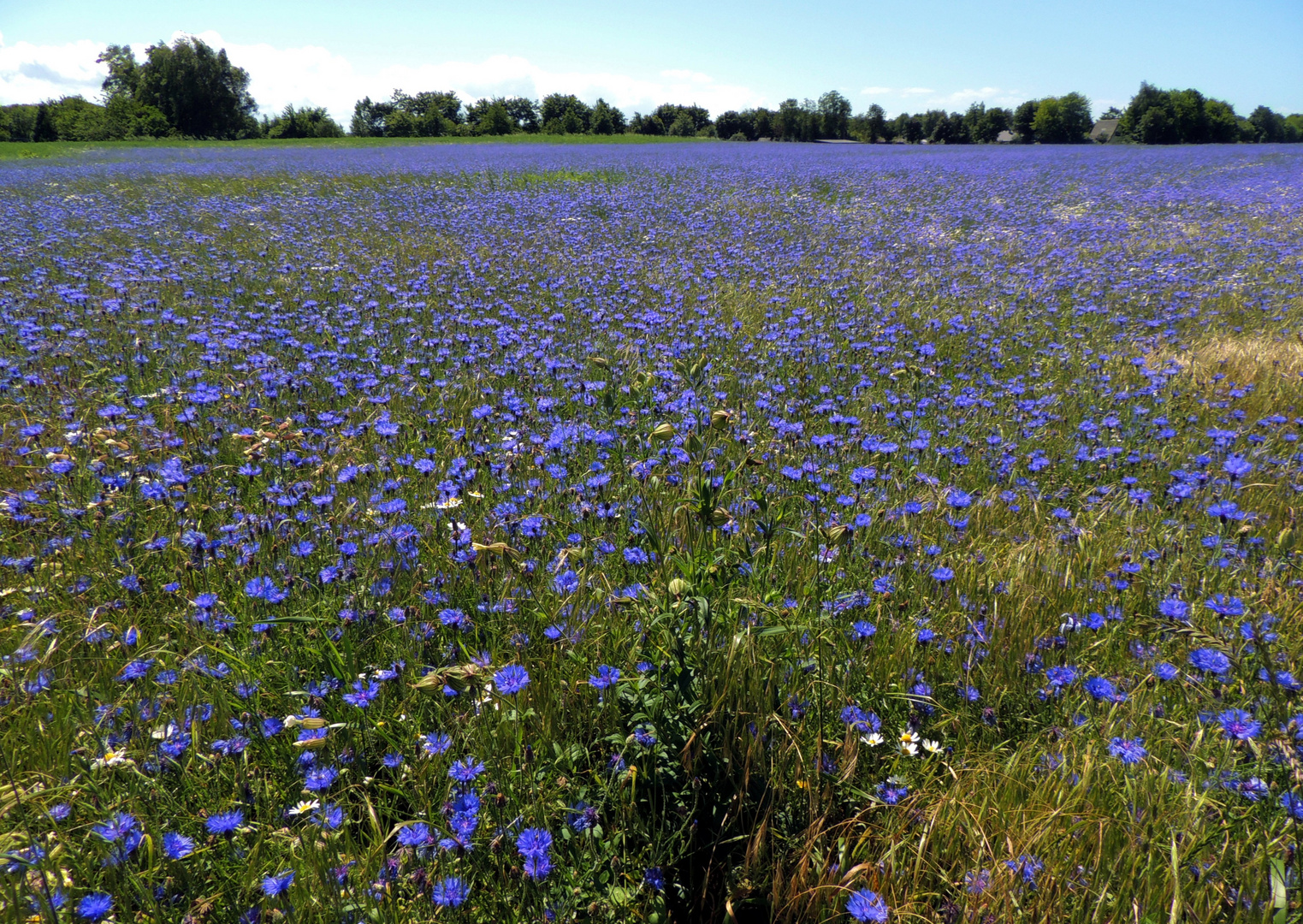 Blau - blau - blau - so weit das Auge reicht...