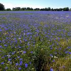 Blau - blau - blau - so weit das Auge reicht...