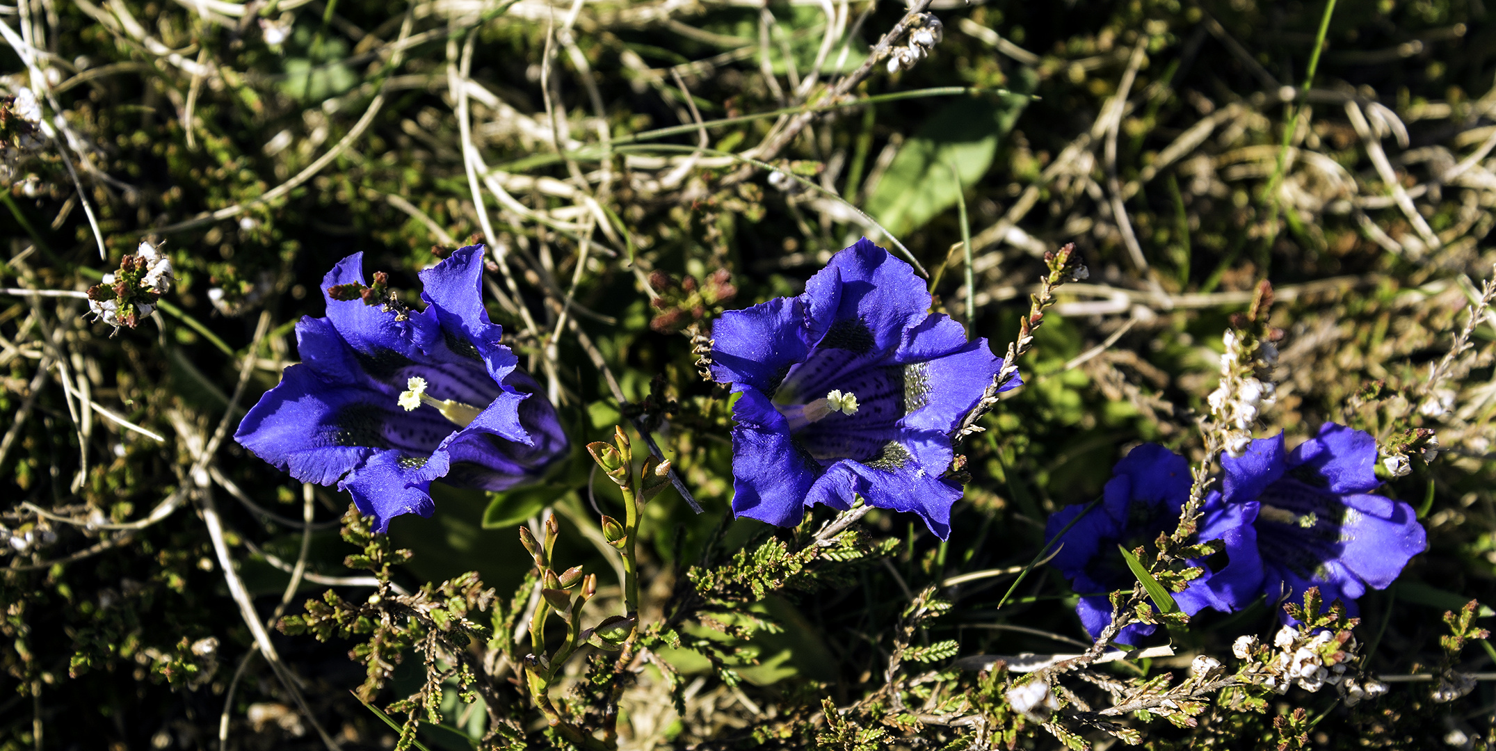 Blau, blau, blau wie der Enzian