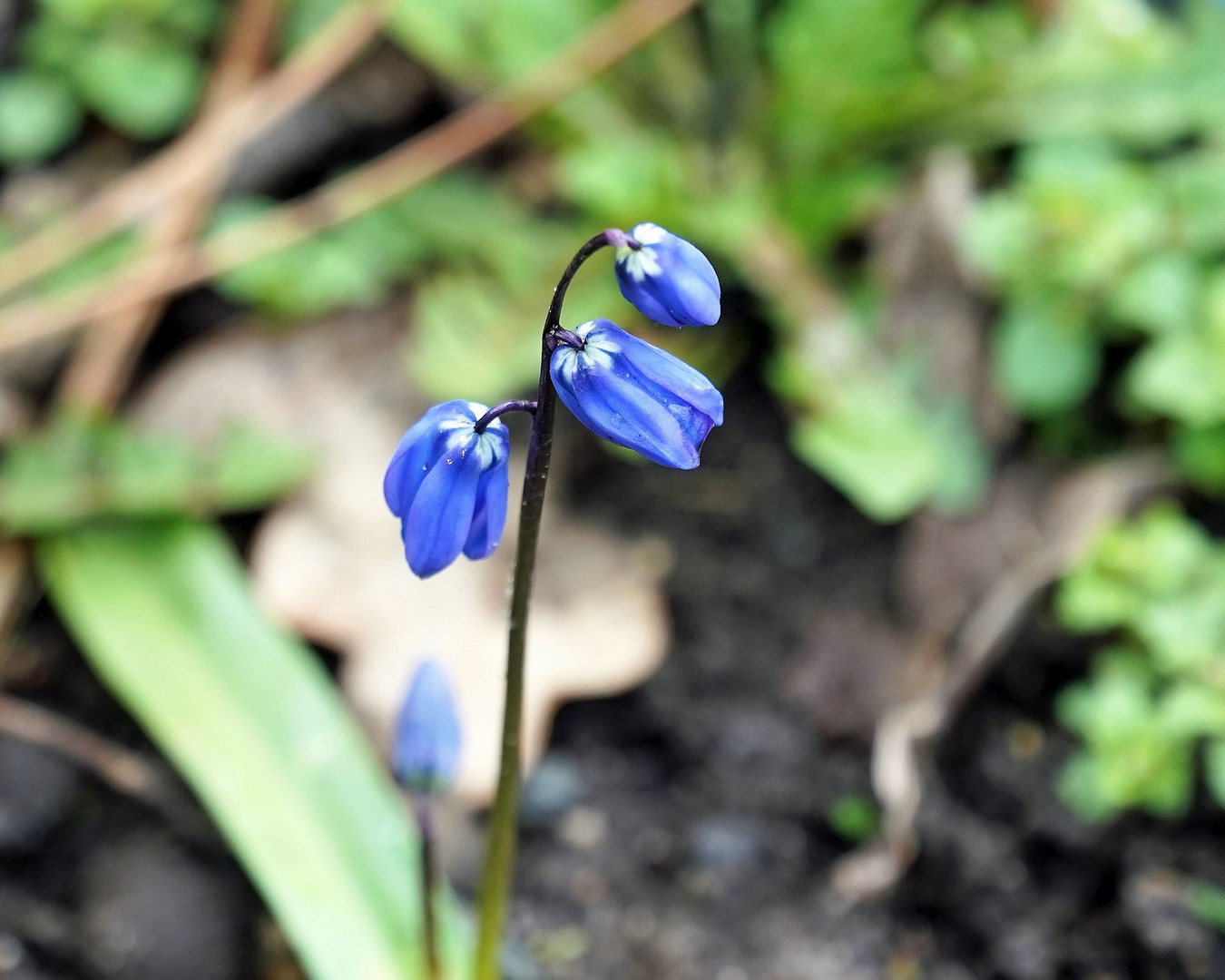 Blau blau blüht der....