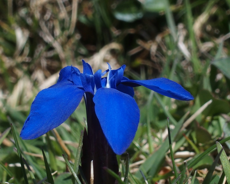 blau blau blüht der Enzian