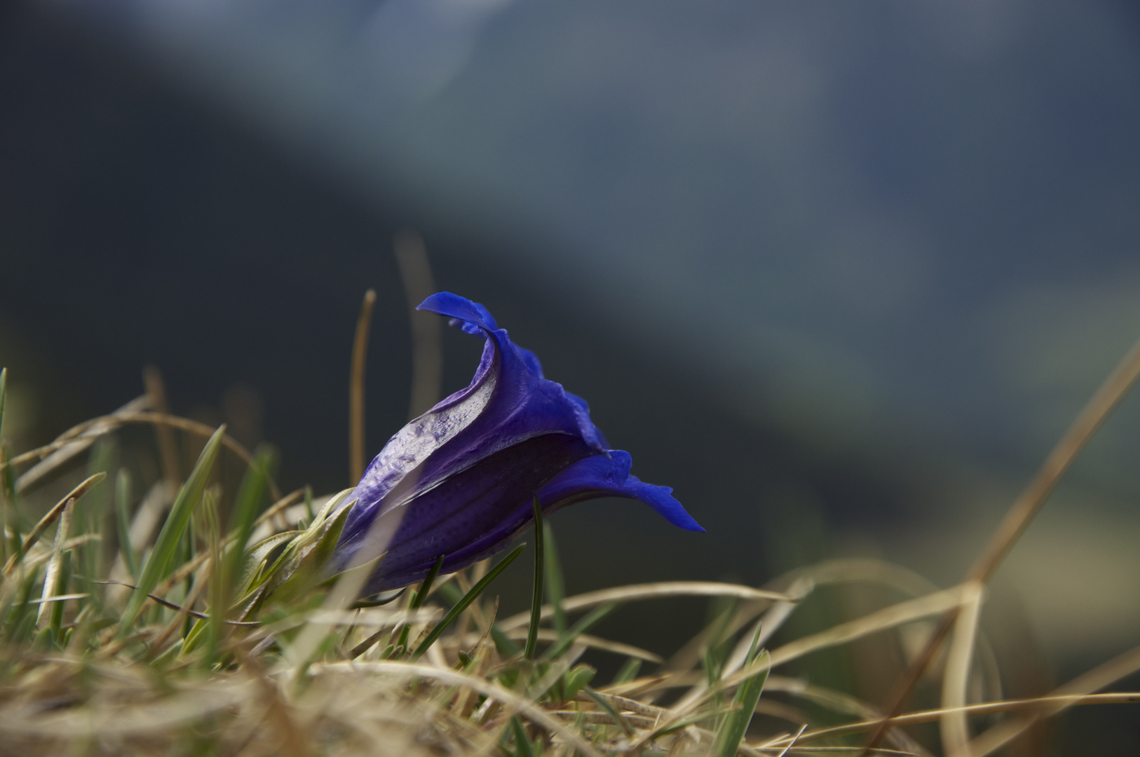 blau, blau blüht der Enzian