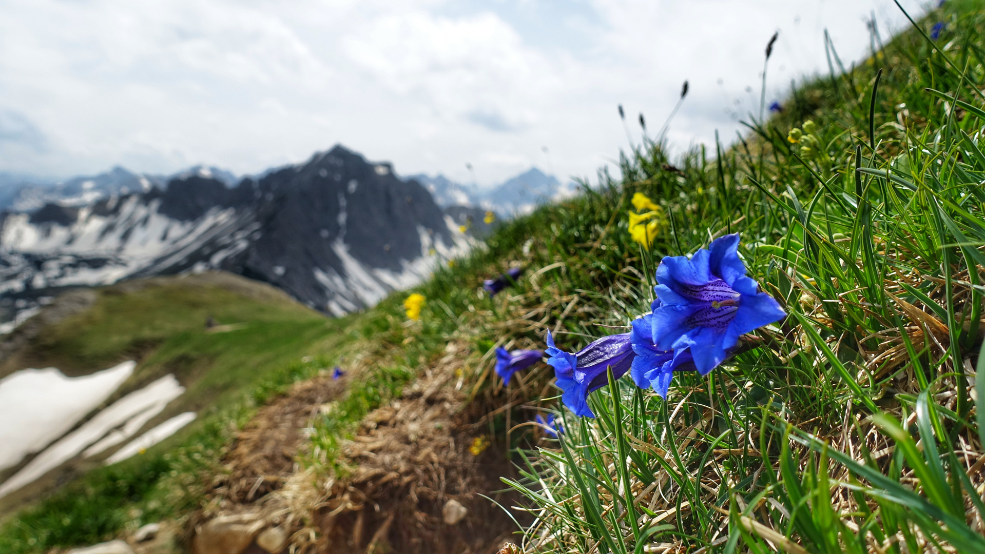 Blau, blau, blüht der Enzian 