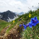 Blau, blau, blüht der Enzian 