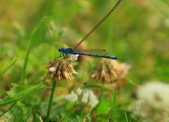 Blau, Blau sind...ist die kleine Libelle