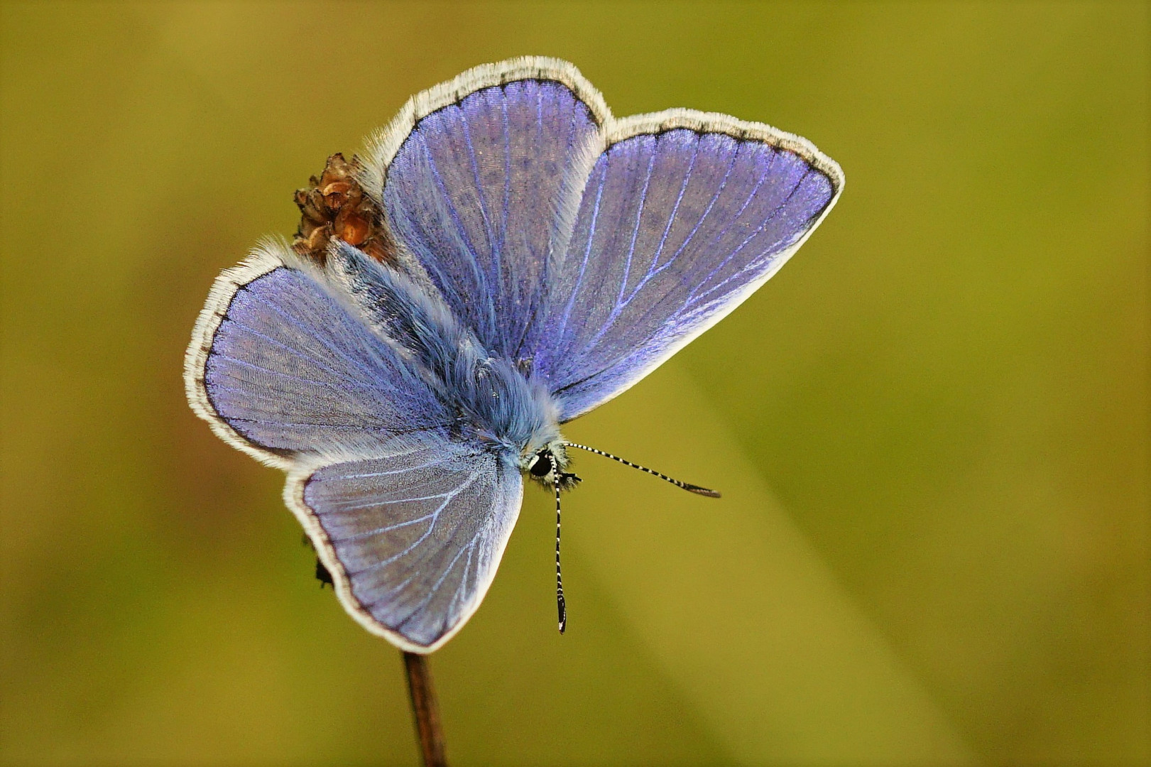 " blau, blauer....Hauhechelmännchen "