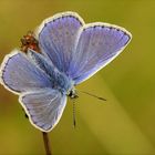 " blau, blauer....Hauhechelmännchen "