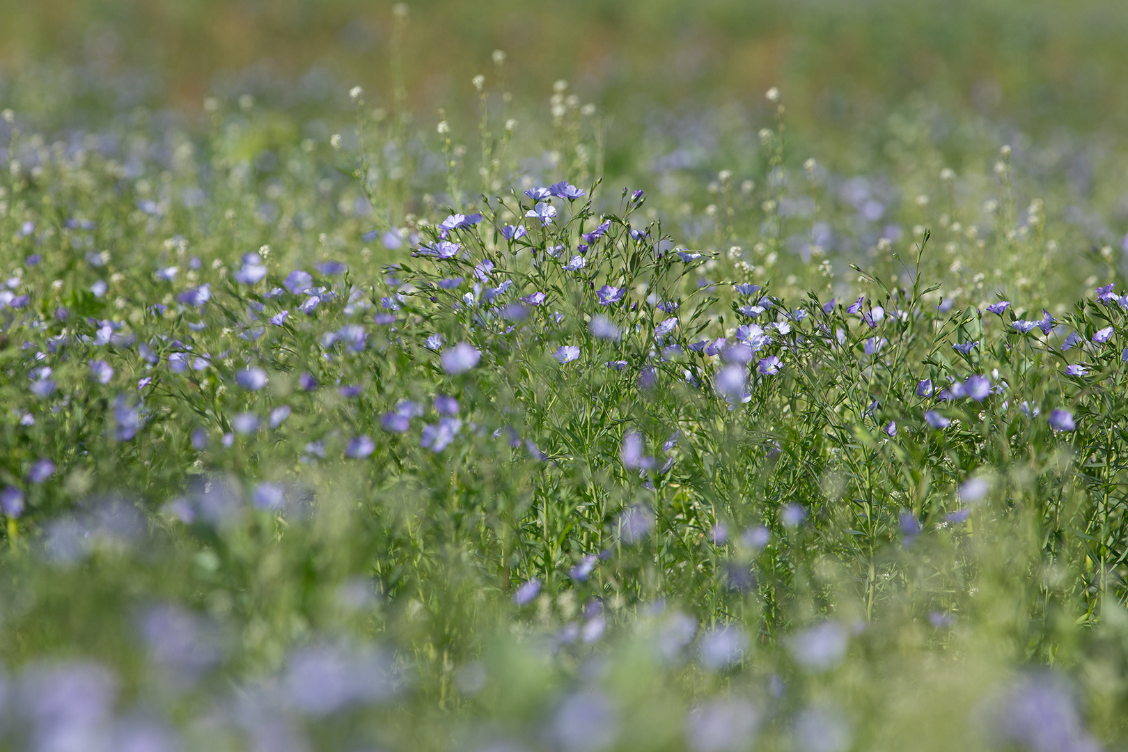 blau blühend