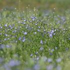 blau blühend