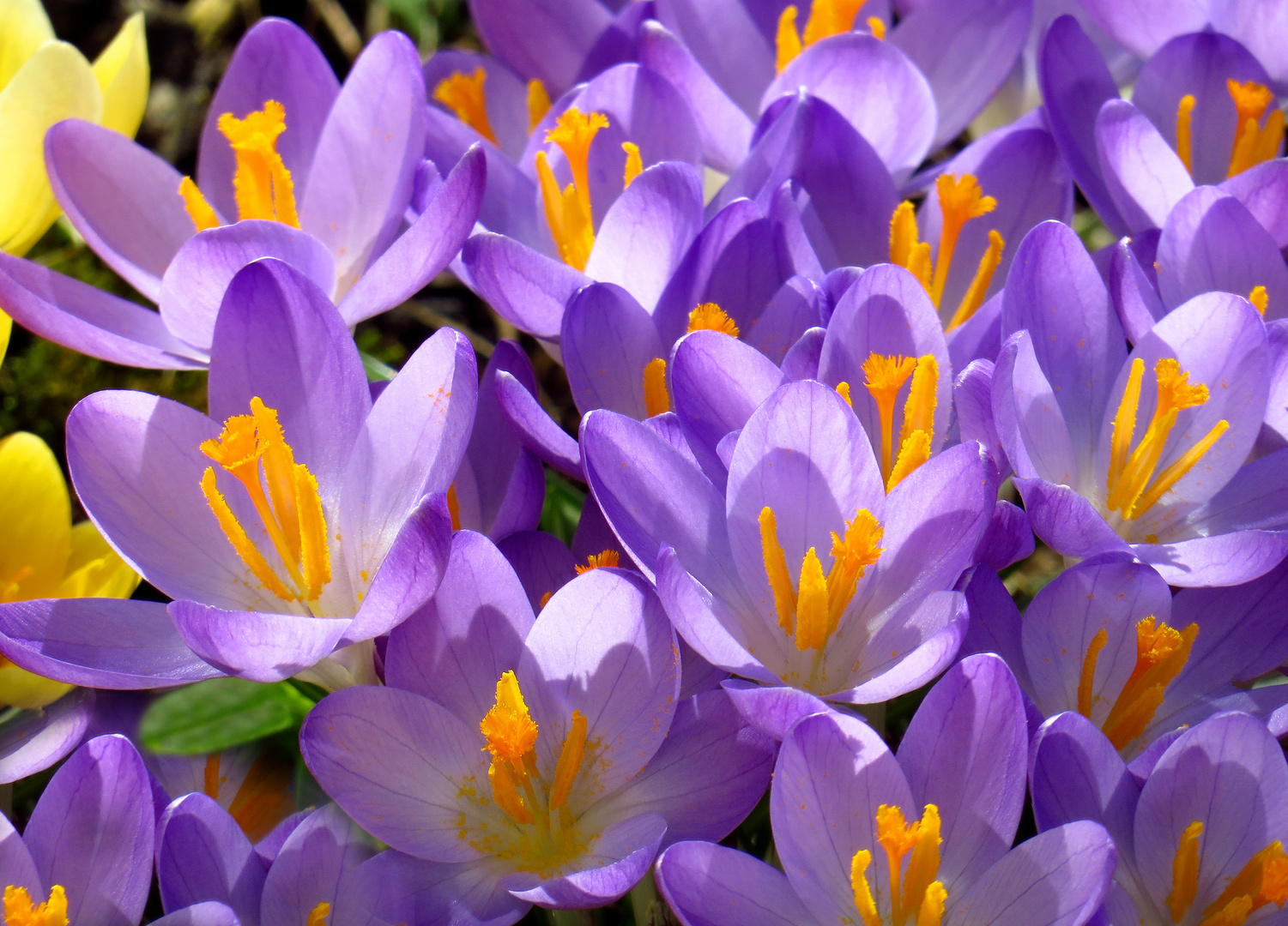 Blau blühende Krokusse im Frühling