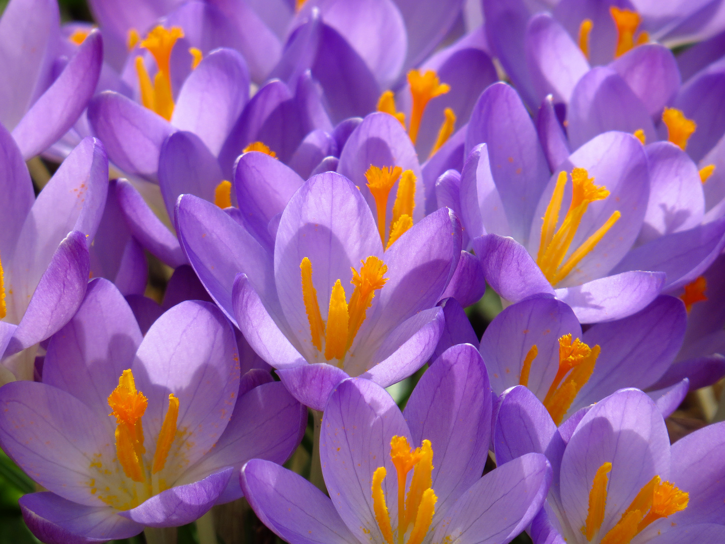 Blau blühende Krokusse im Frühling