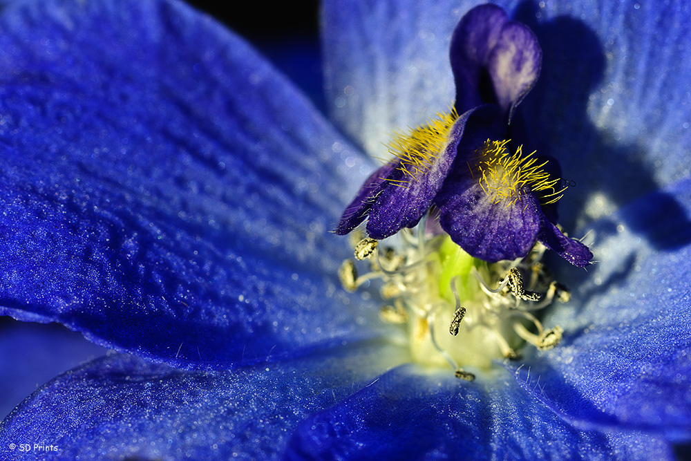 Blau blüht..