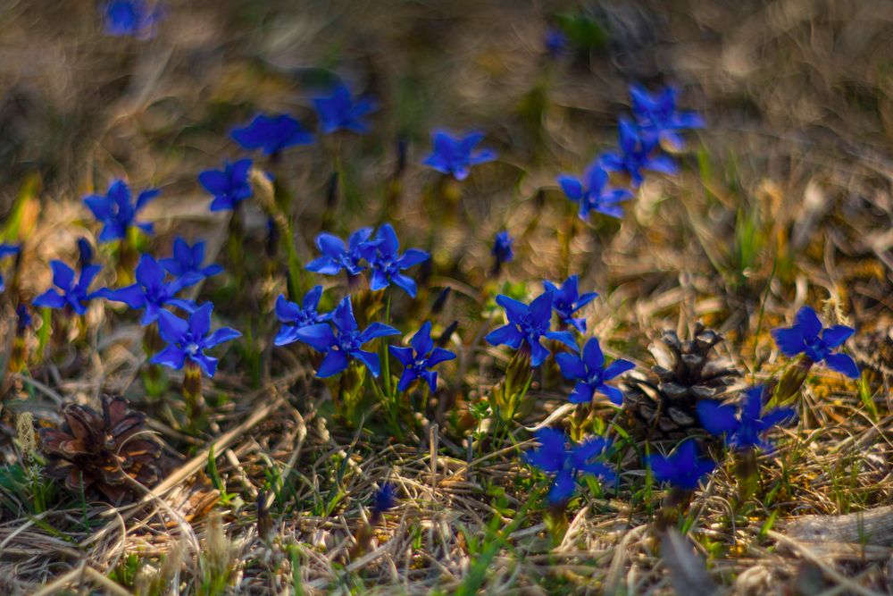 Blau blüht.....