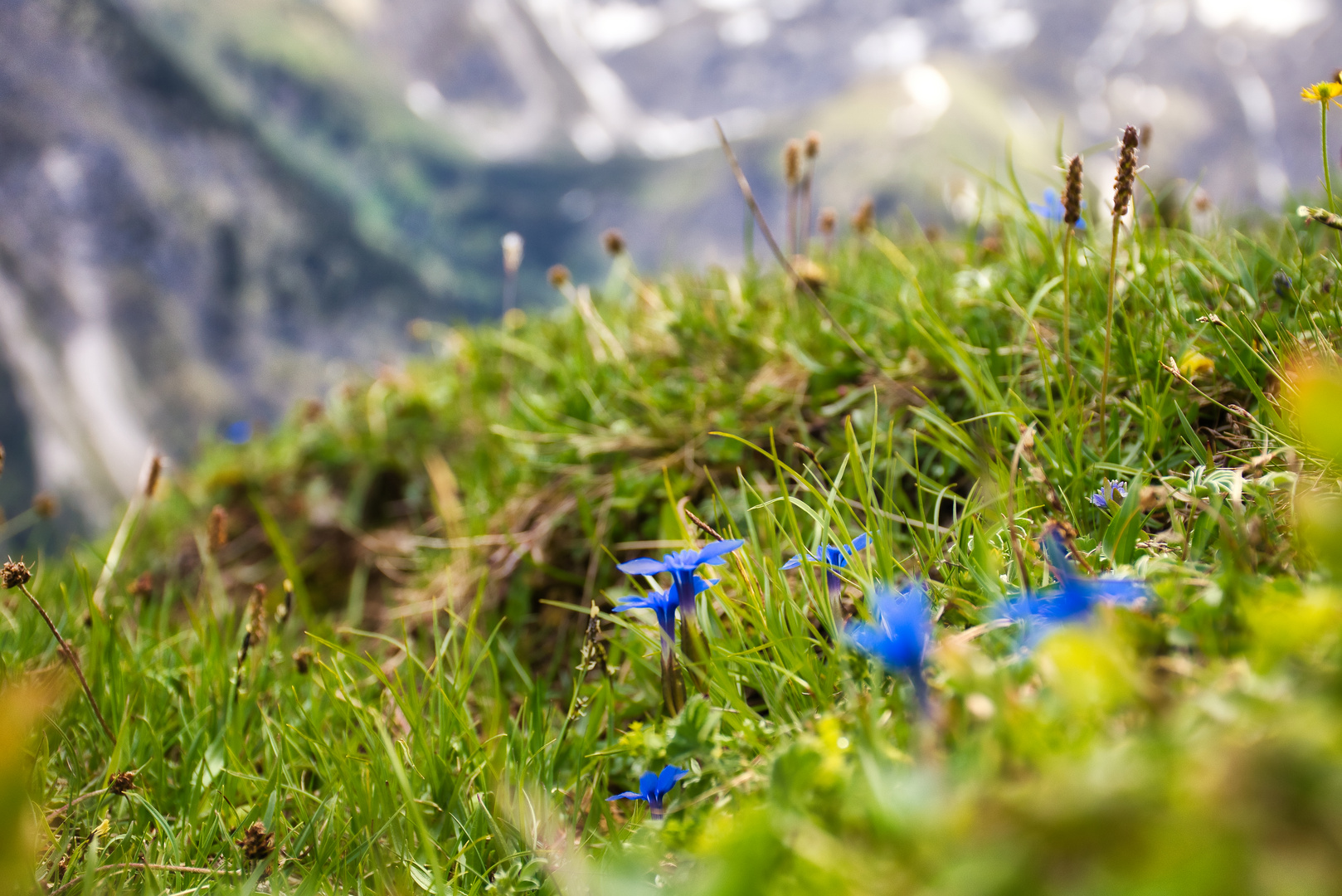 Blau blüht der Enzian