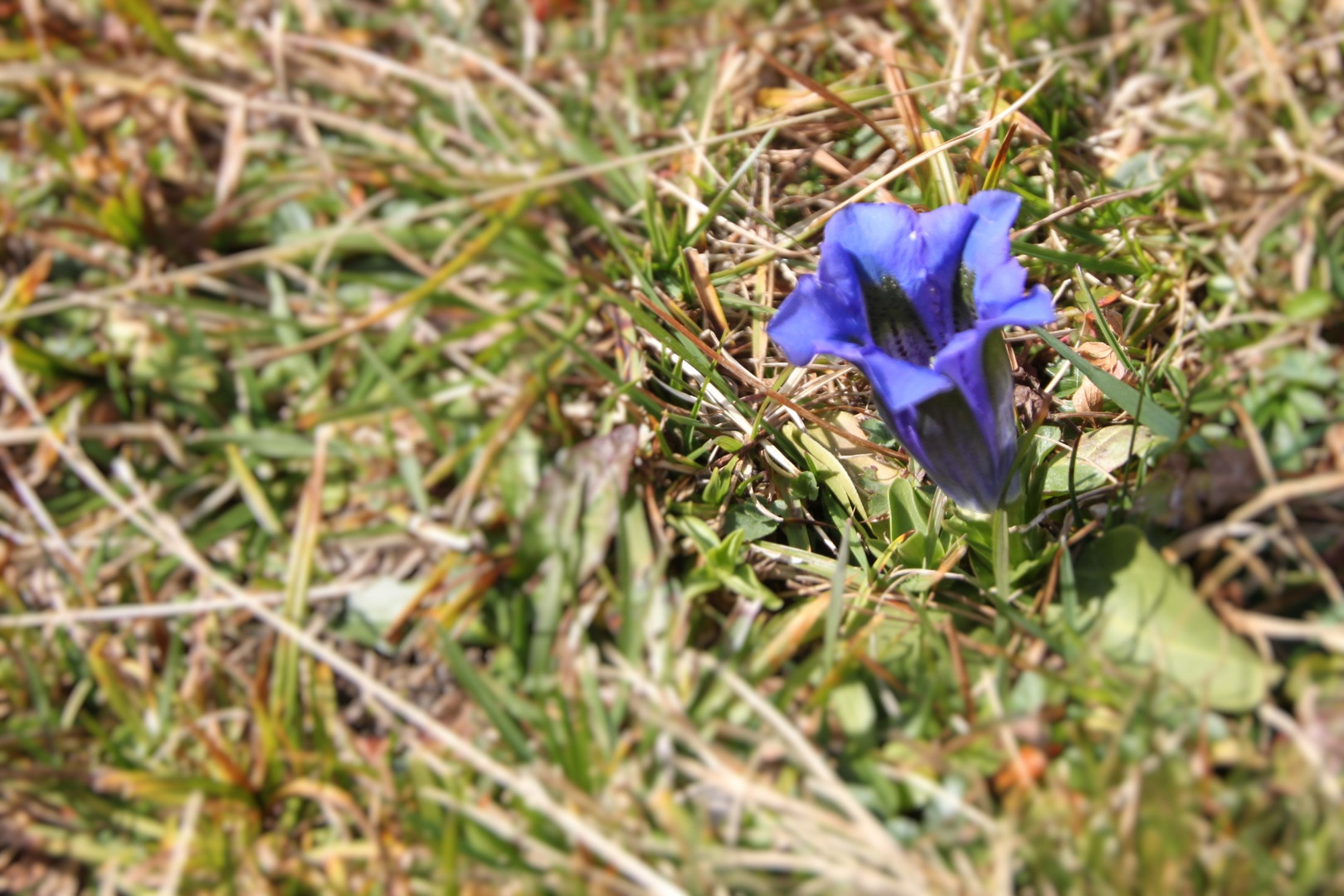 Blau blüht der Enzian