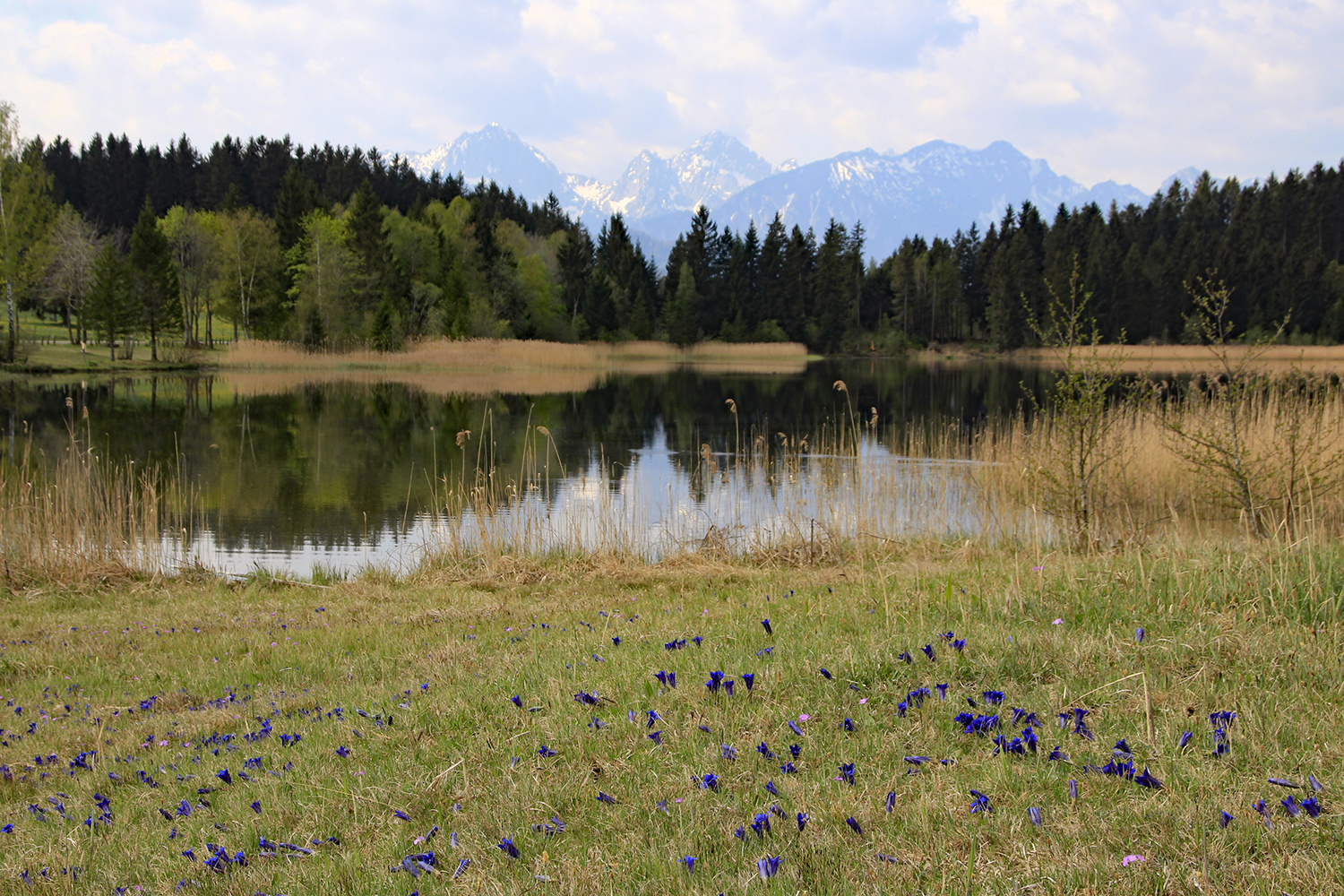 Blau blüht der Enzian!