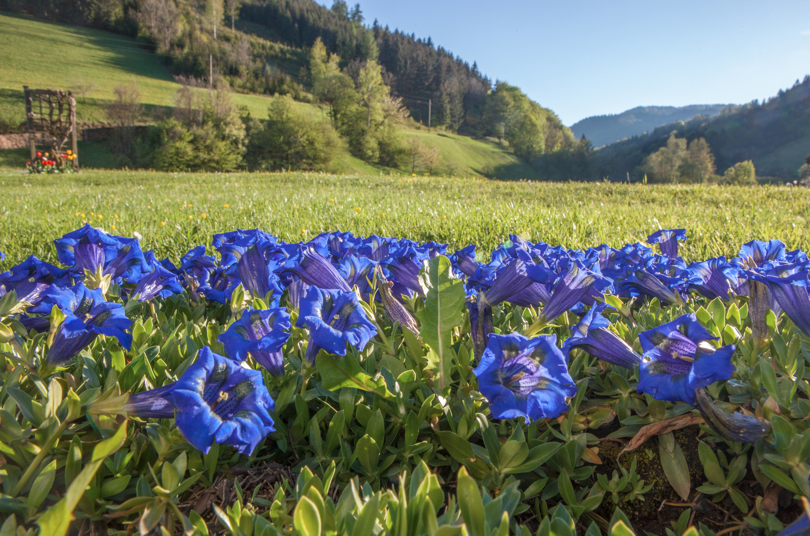 Blau blüht der Enzian