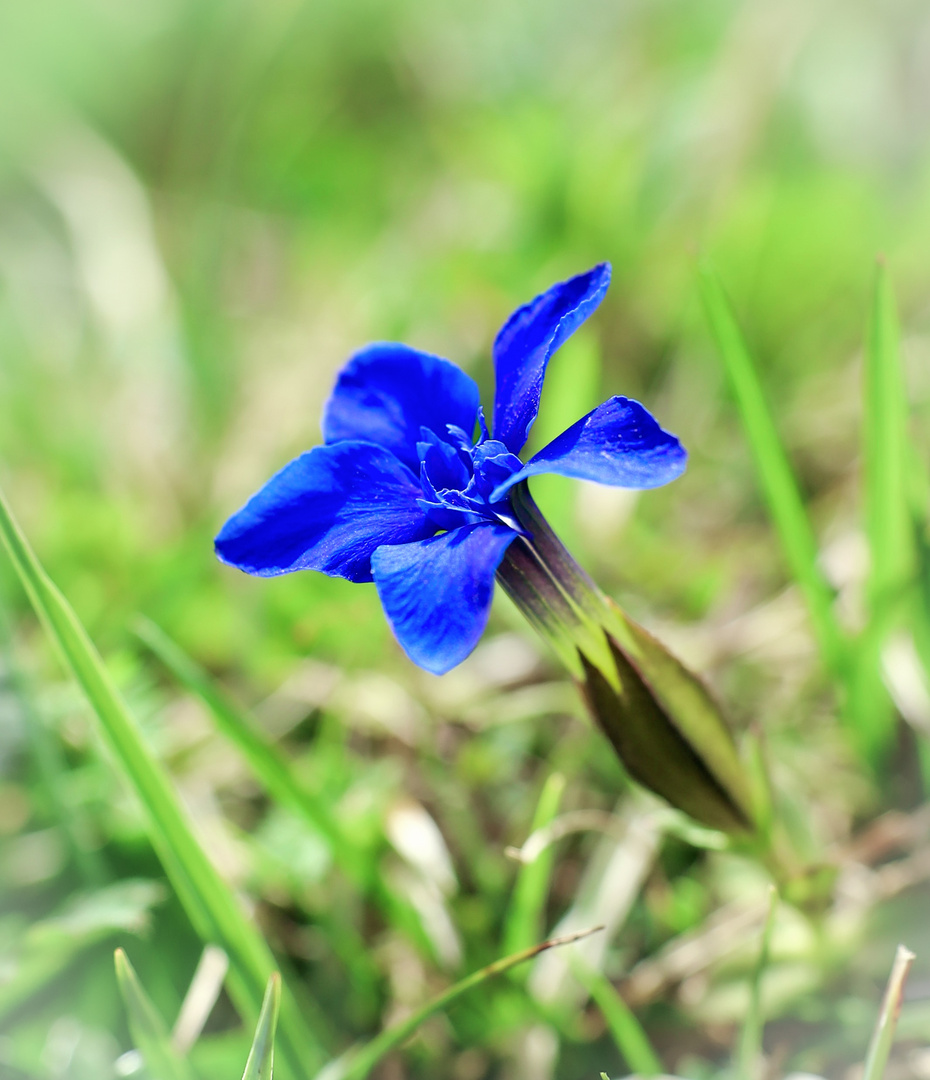 blau blüht der Enzian