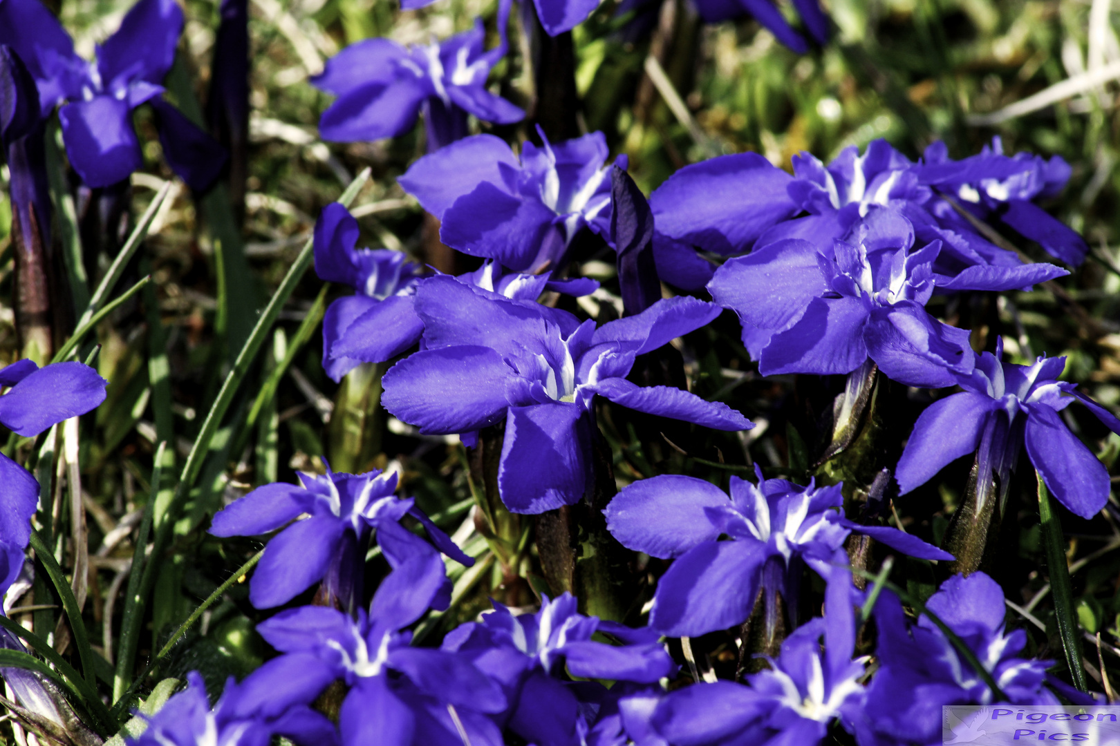 blau blüht der Enzian