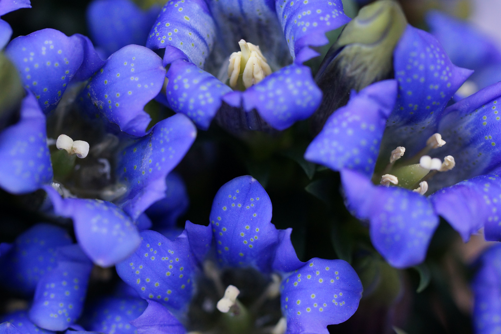 Blau blüht der Enzian