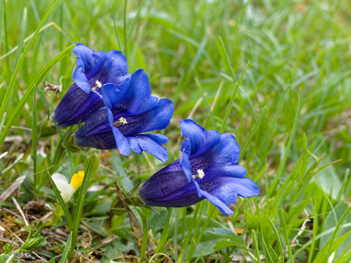 Blau blüht der Enzian 