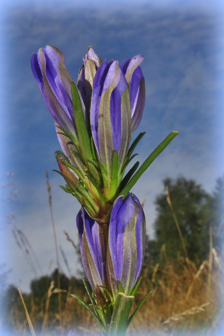 Blau blüht der Enzian 