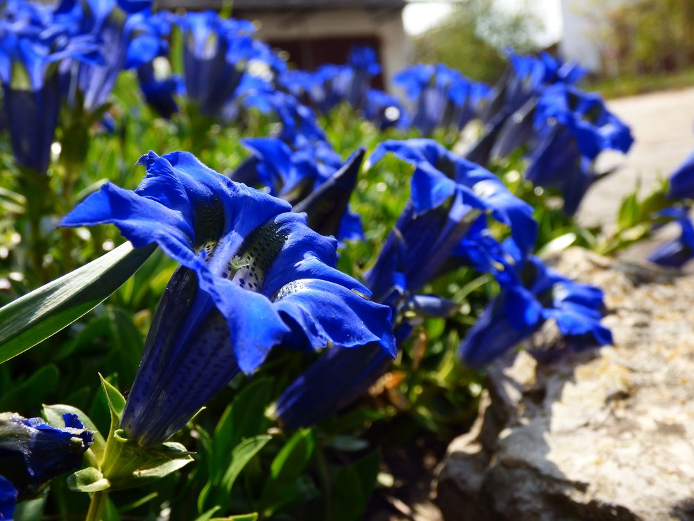 Blau blüht der Enzian