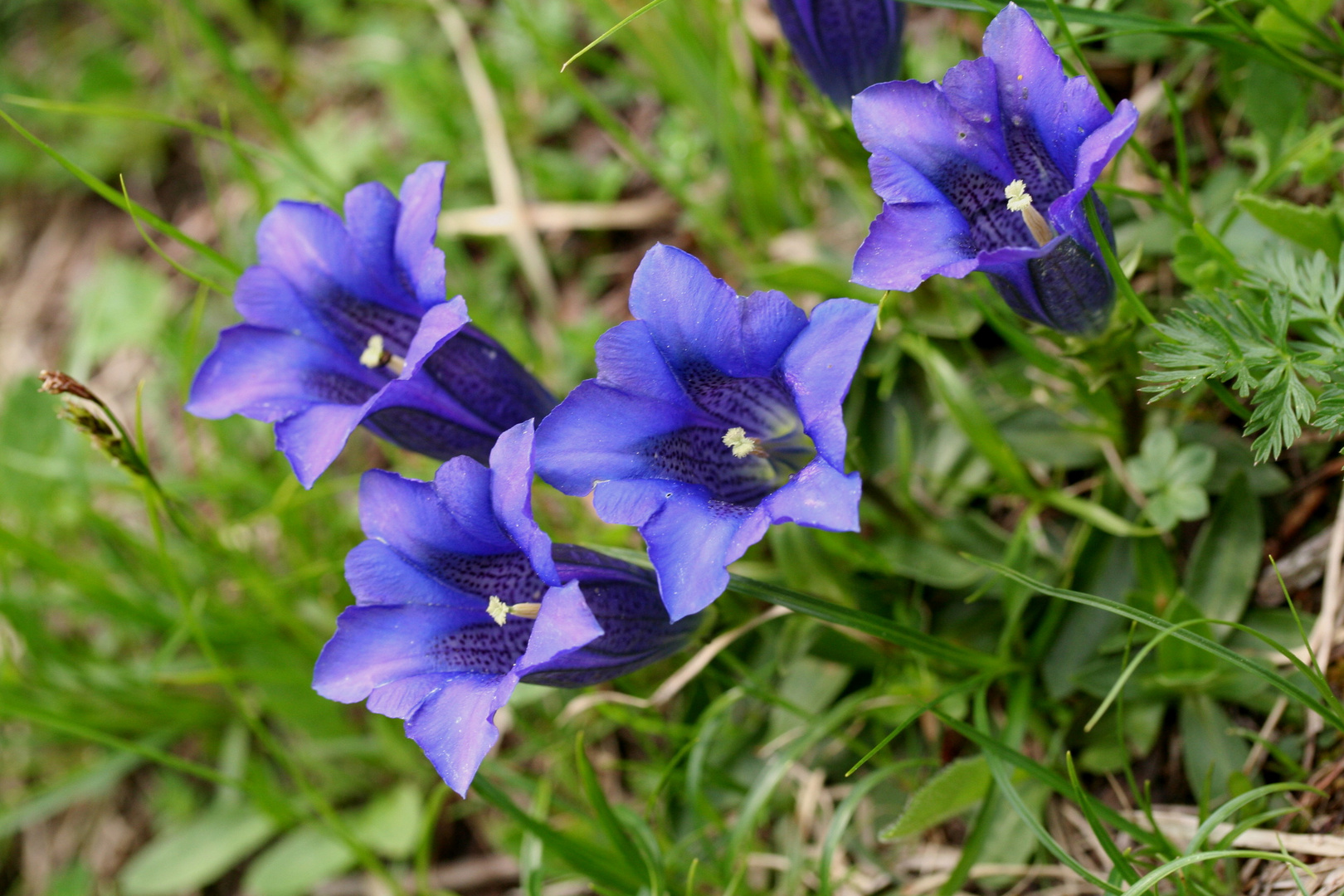 Blau blüht der Enzyan