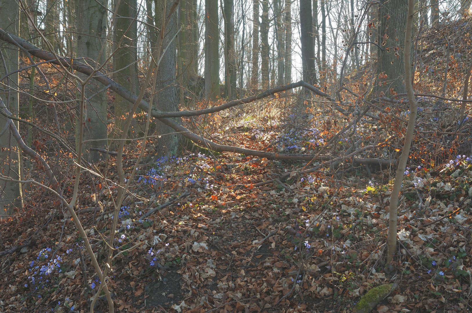 Blau blüht der Wald